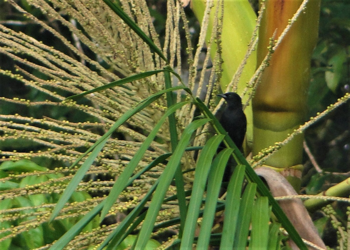 Oriole à épaulettes - ML64388821