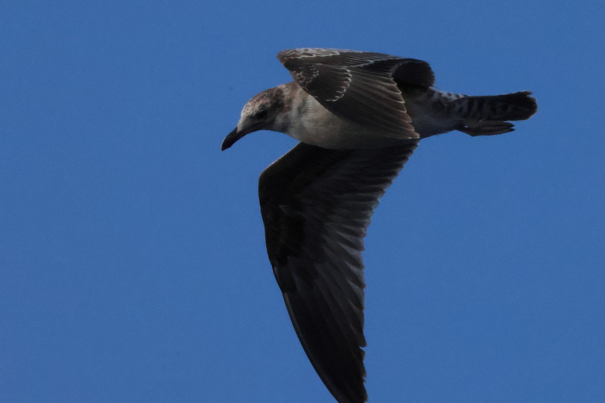 California Gull - ML643888214