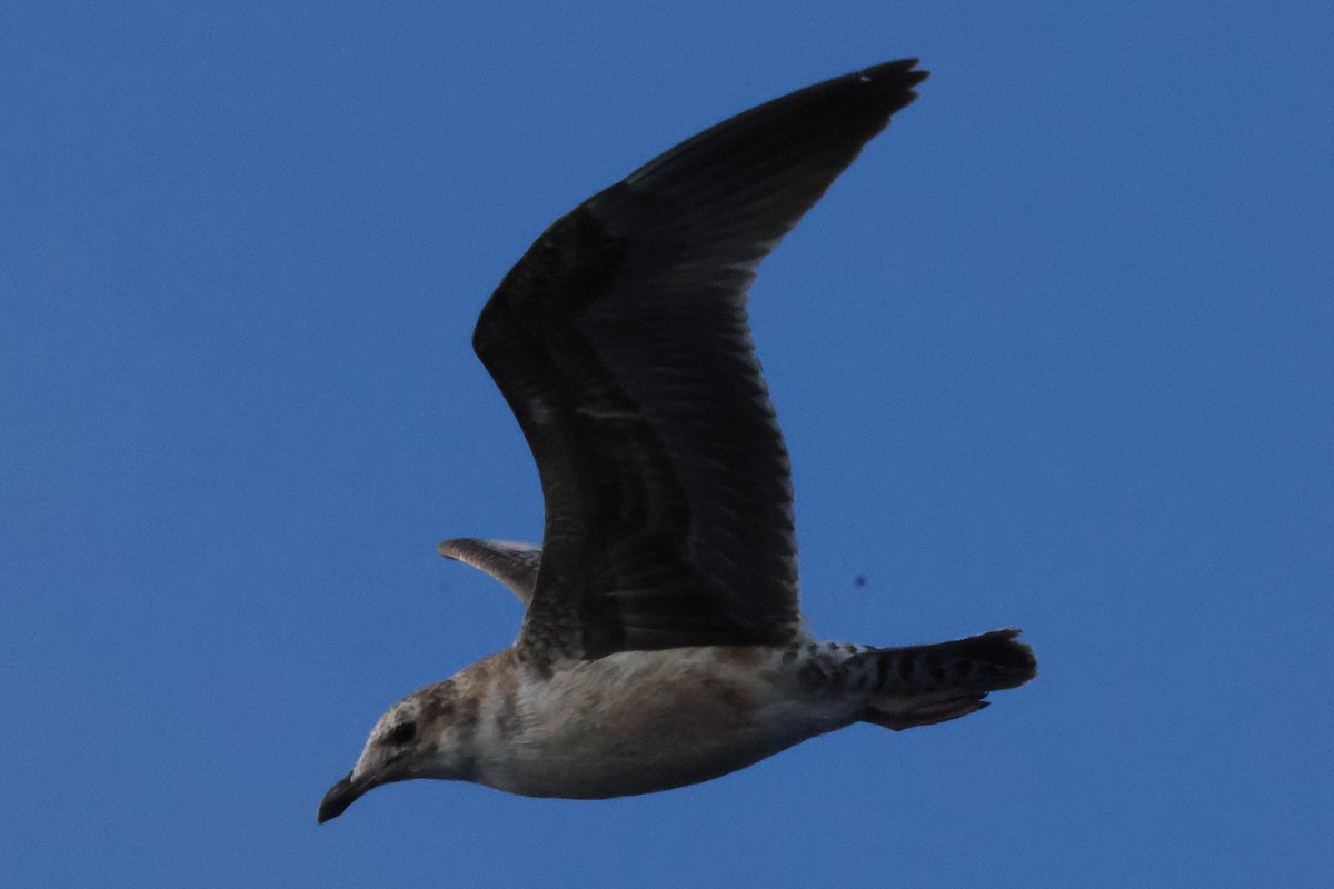 California Gull - ML643888215