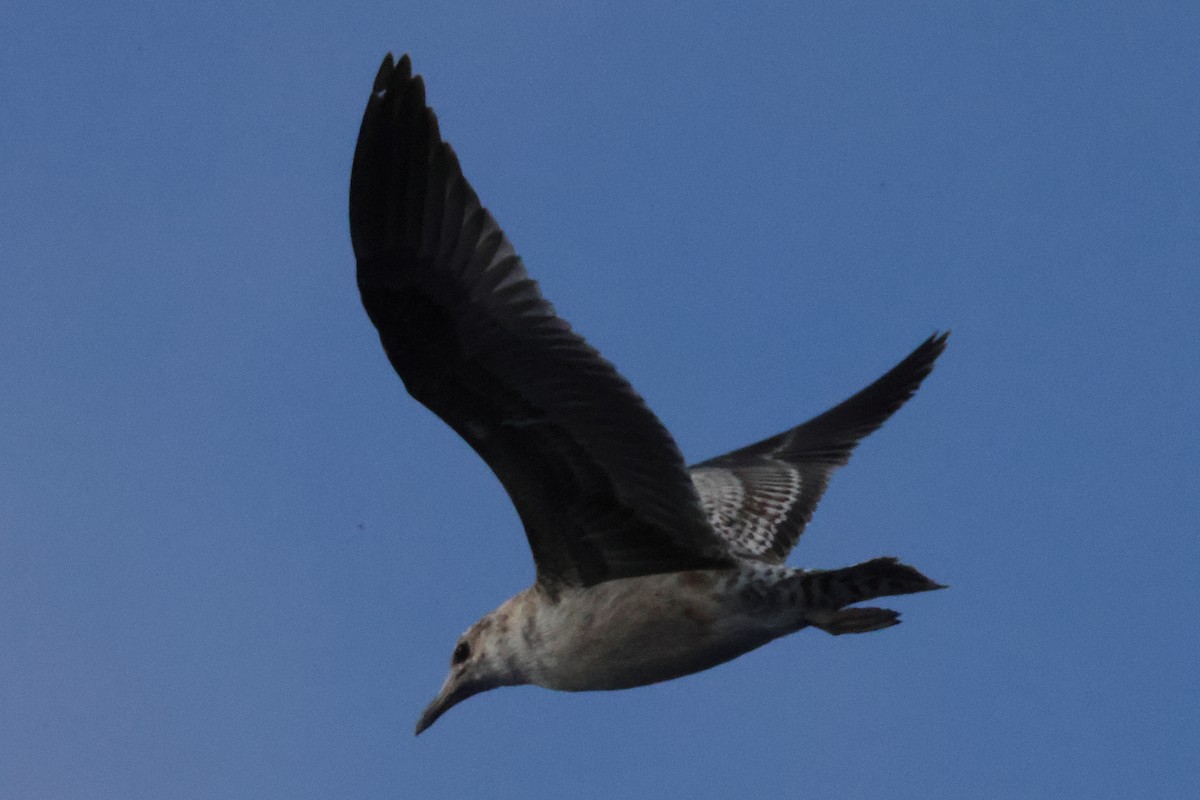 California Gull - ML643888216