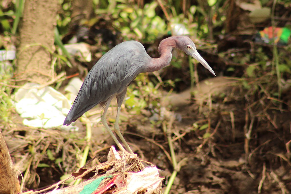 Little Blue Heron - ML643888243