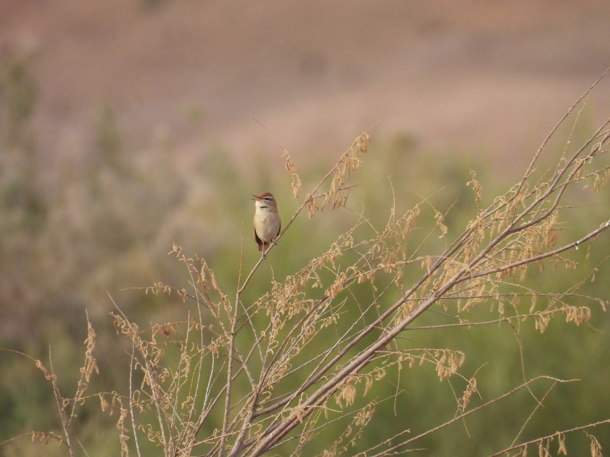 Rufous-tailed Scrub-Robin - ML643888246