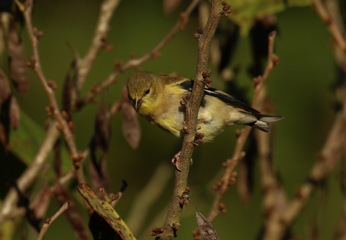American Goldfinch - ML643888248