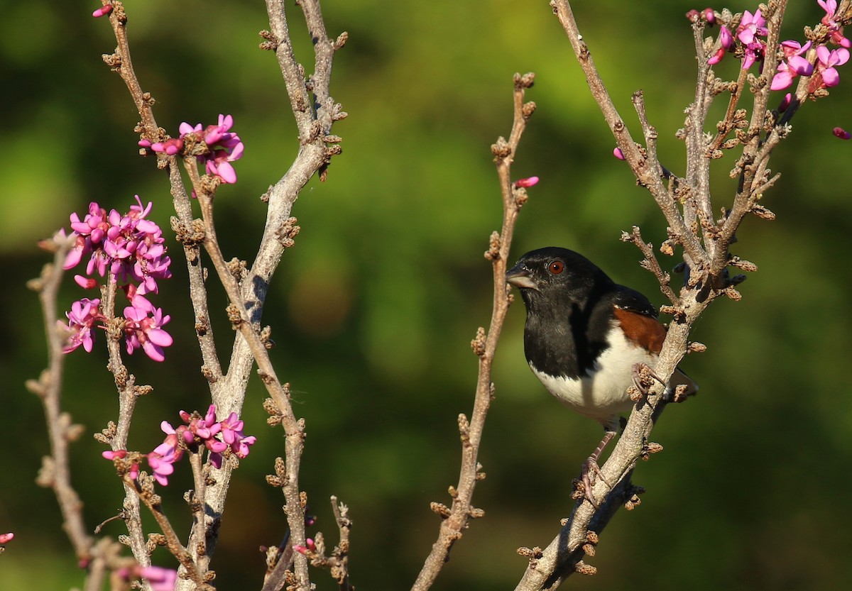 Eastern Towhee - ML643888252