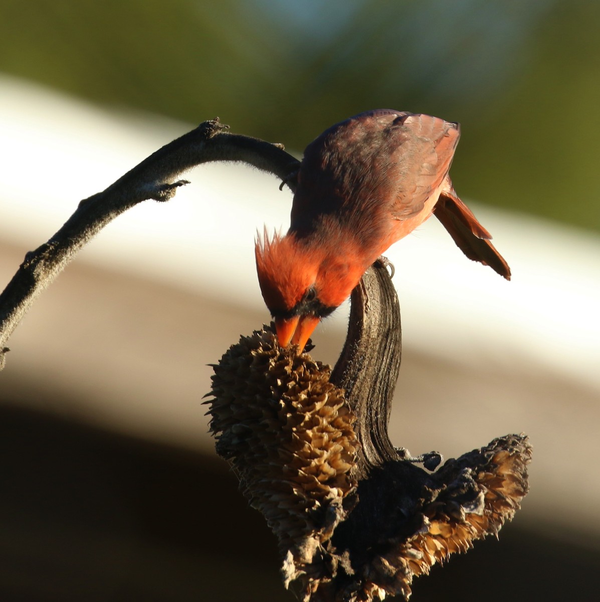 Northern Cardinal - ML643888258