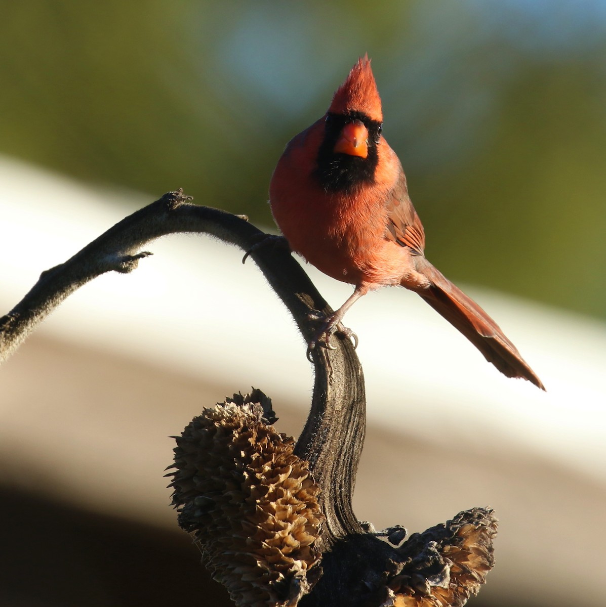 Northern Cardinal - ML643888259