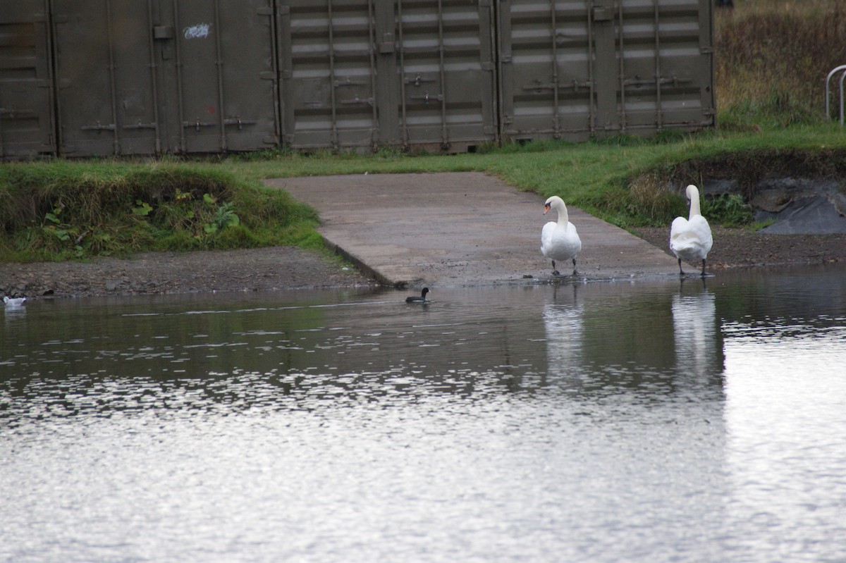 Eurasian Coot - ML643888271