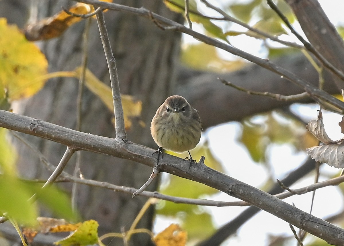Palm Warbler - ML643888275