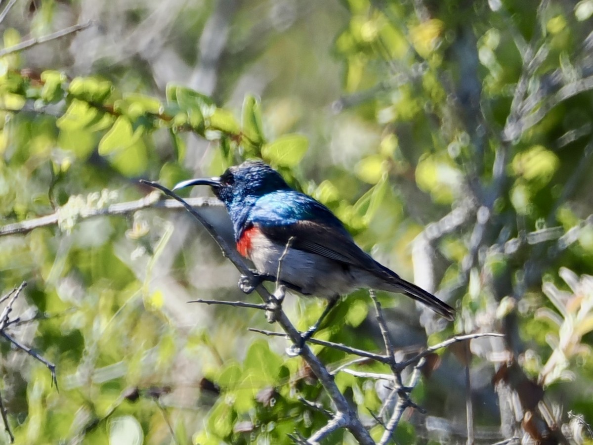 Southern Double-collared Sunbird - ML643888279