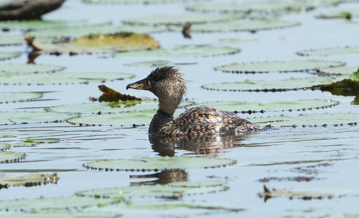 White-backed Duck - ML643888286