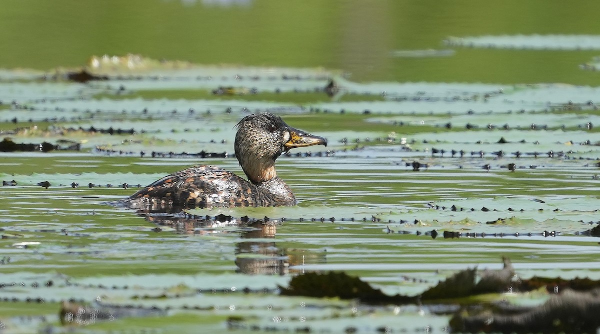 White-backed Duck - ML643888287
