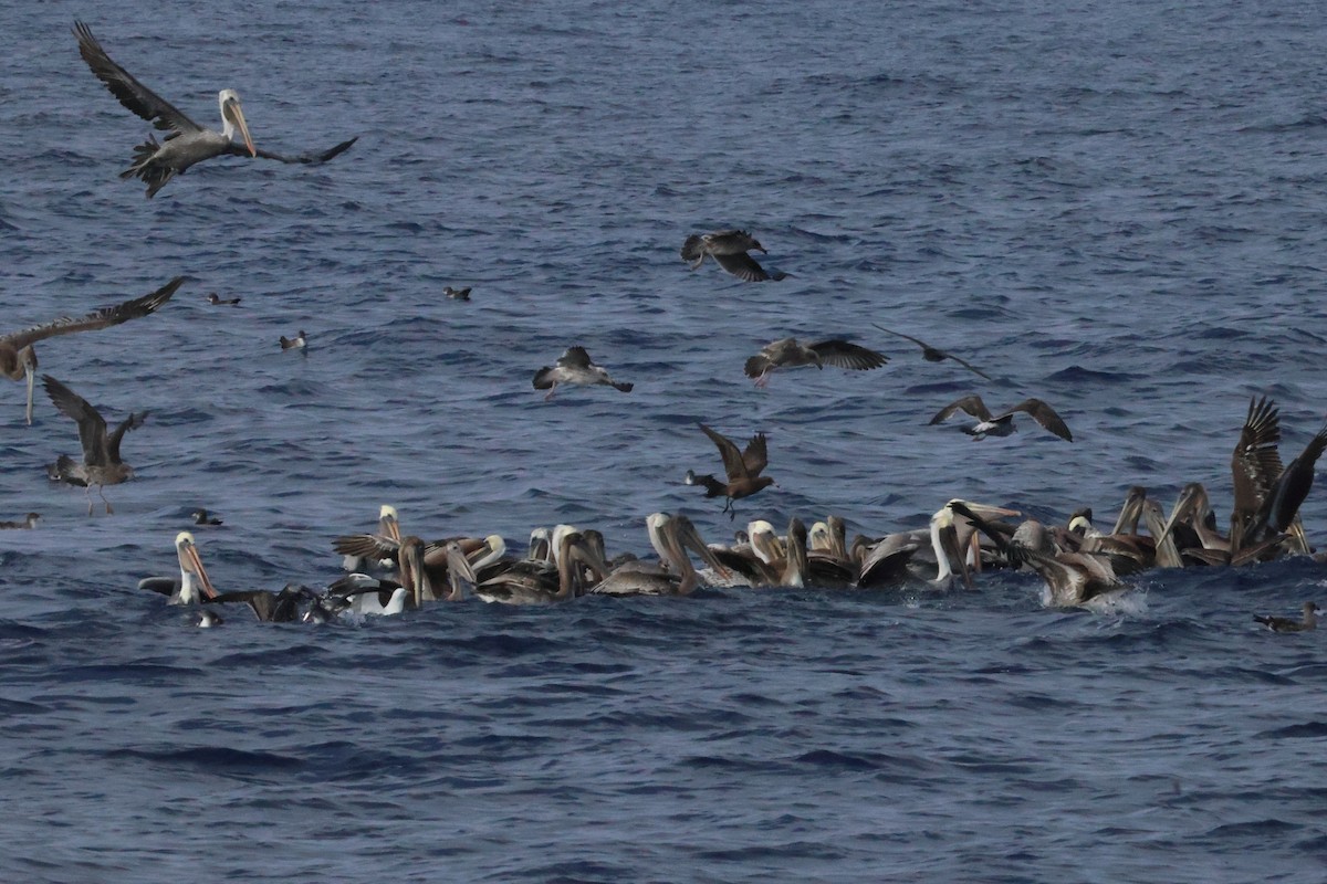 Brown Pelican - ML643888291