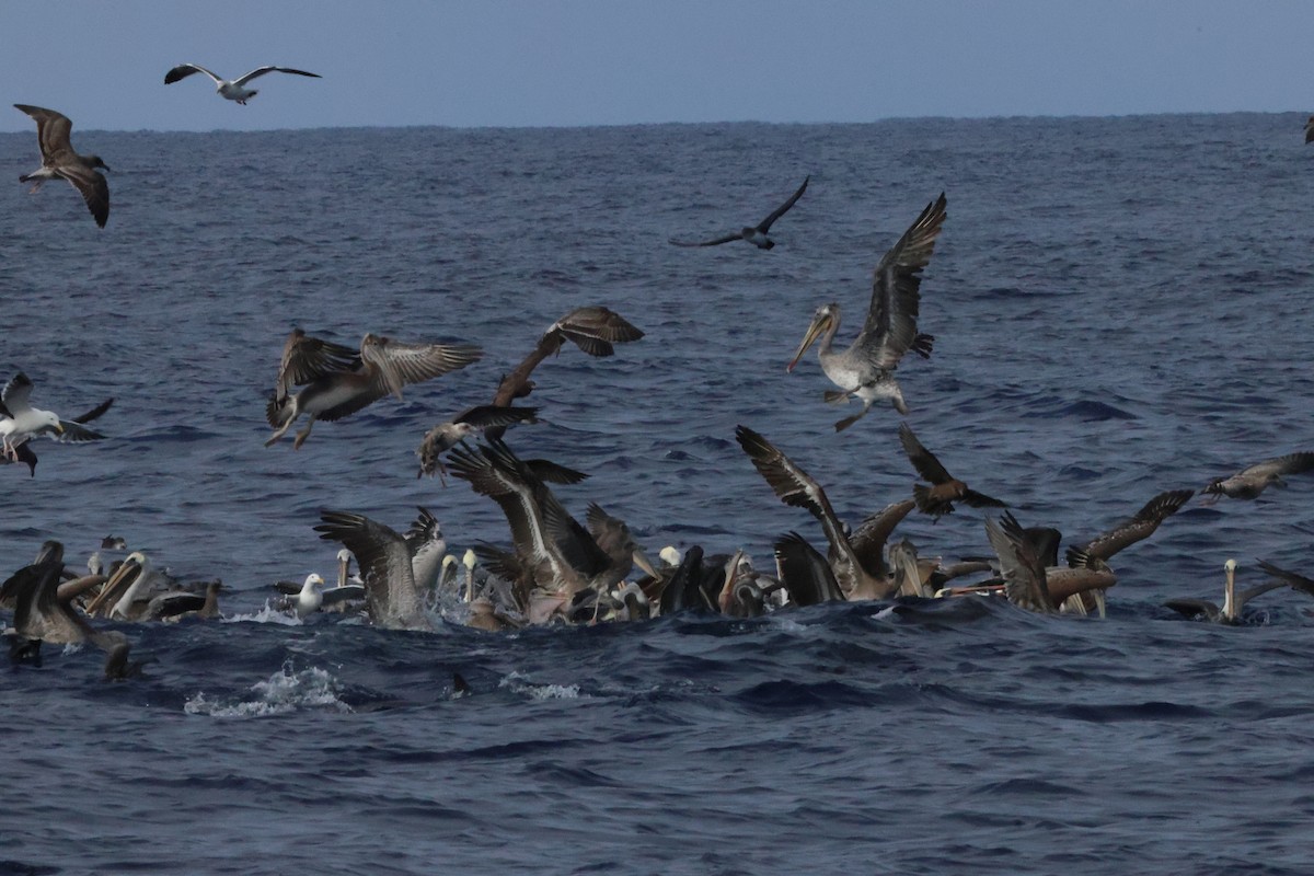 Brown Pelican - ML643888293