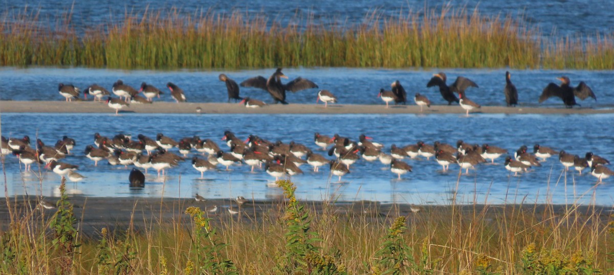 American Oystercatcher - ML643888298