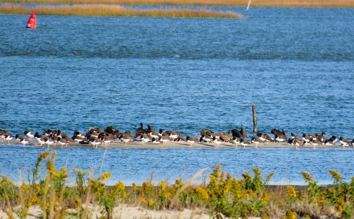 American Oystercatcher - ML643888299