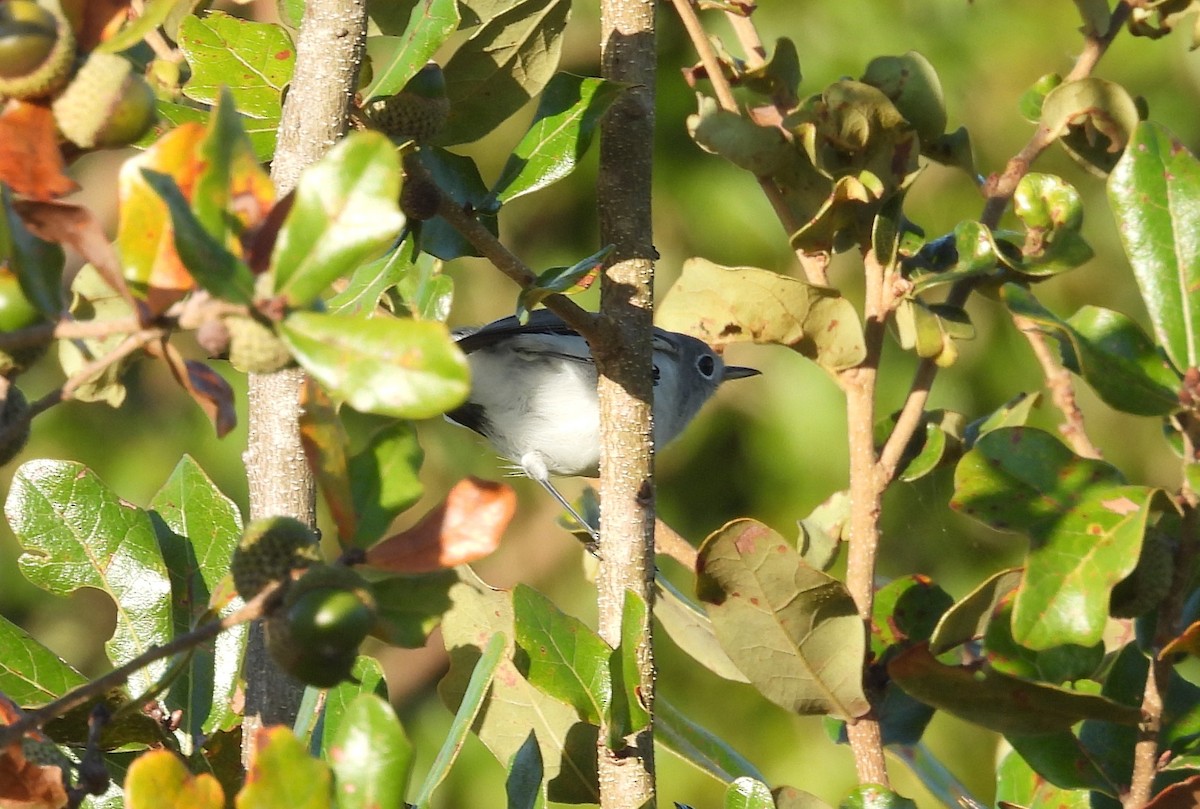 Blue-gray Gnatcatcher - ML643888300