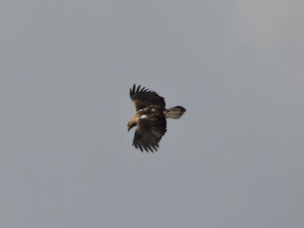 Imperial Eagle - ML643888303