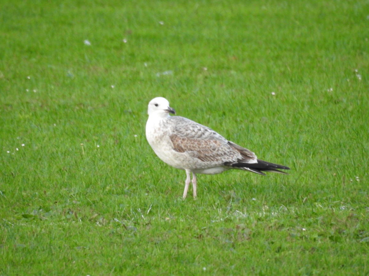 Gabbiano reale pontico - ML643888315