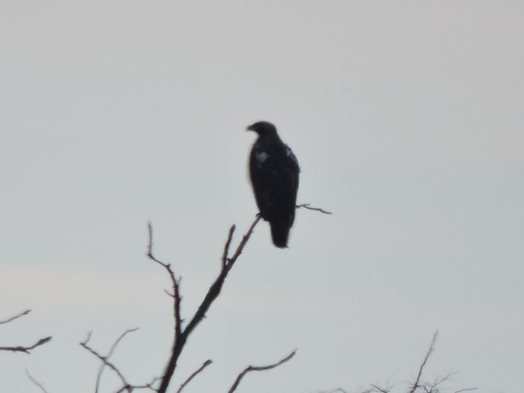 Imperial Eagle - ML643888318