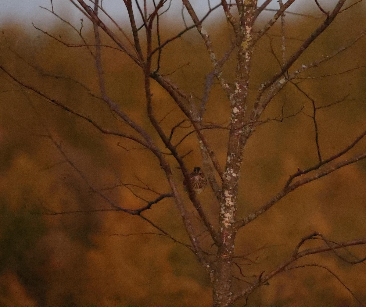 Lincoln's Sparrow - ML643888348