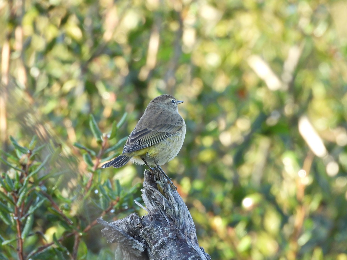 Palm Warbler - ML643888353