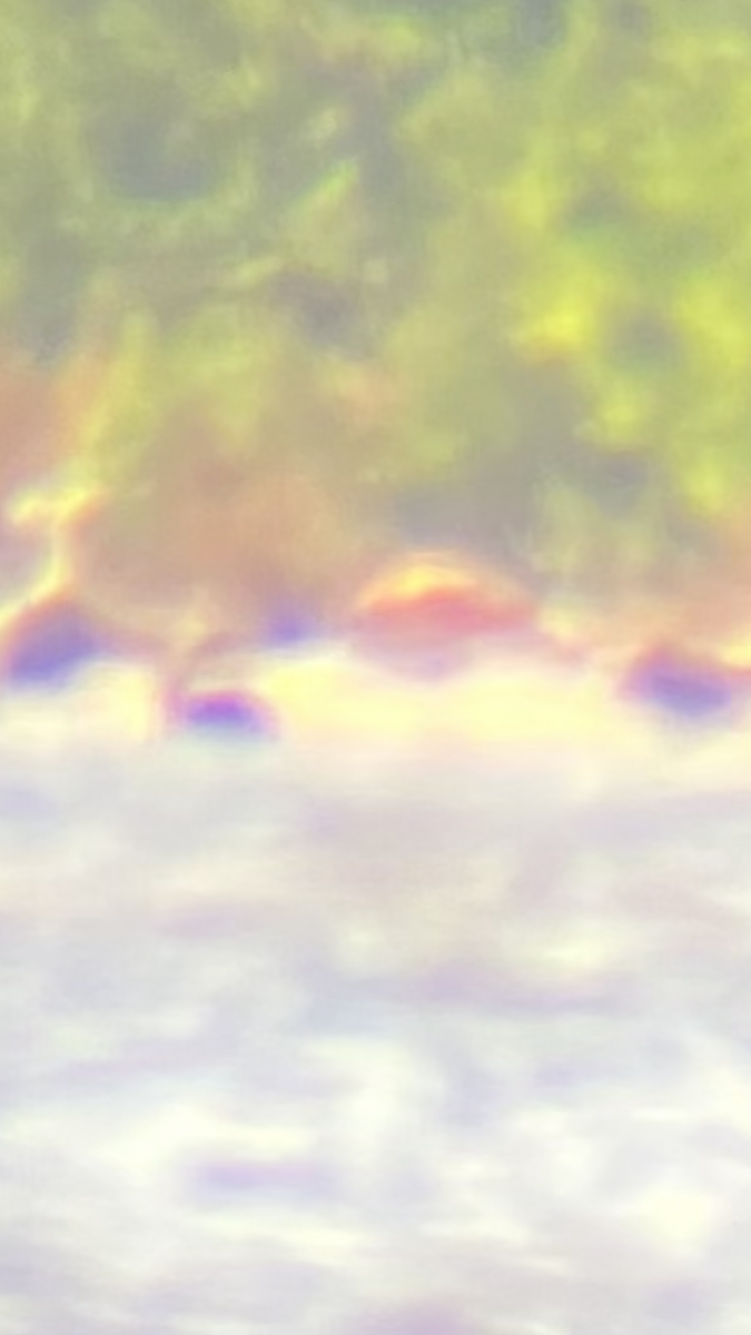 American Flamingo - ML643888356