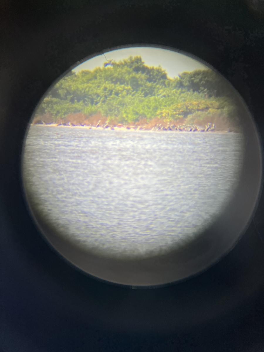 American Flamingo - ML643888357