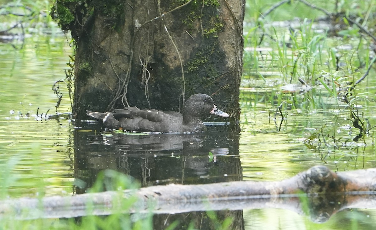 Canard noirâtre - ML643888367