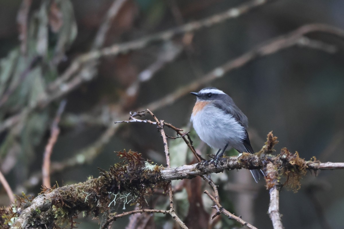 Rufous-breasted Chat-Tyrant - ML643888368