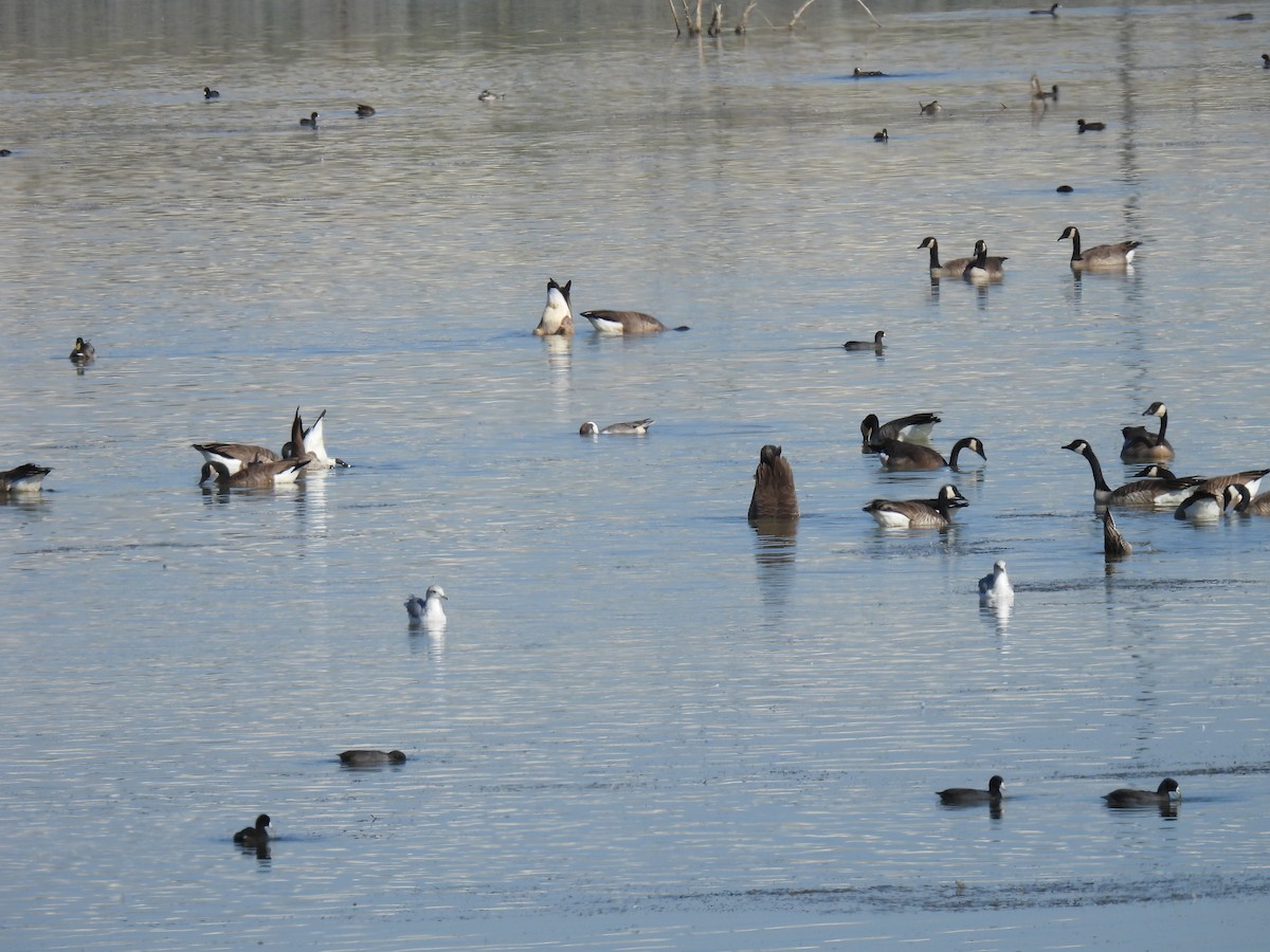 Northern Pintail - ML643888369