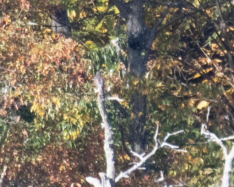 Cooper's Hawk - ML643888387