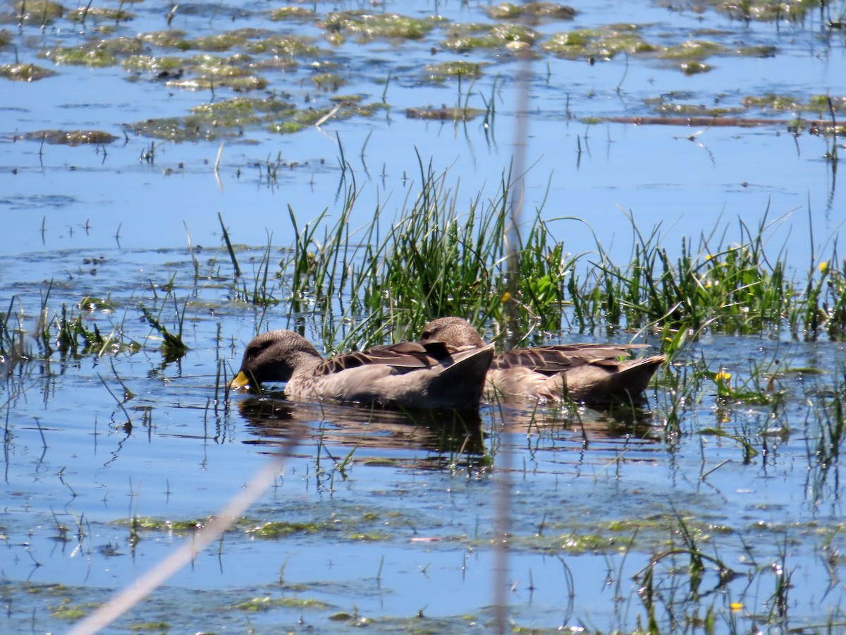 Yellow-billed Teal - ML643888403