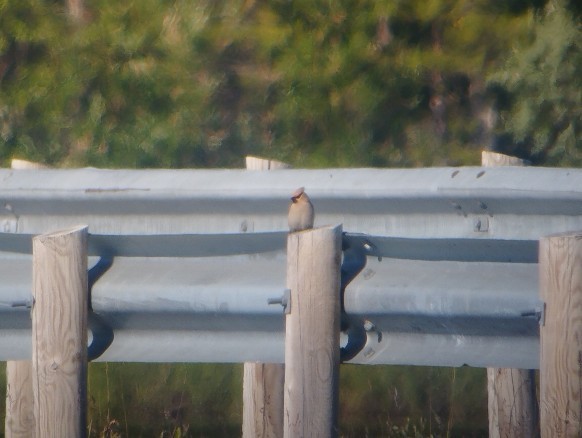 Bohemian Waxwing - ML643888435