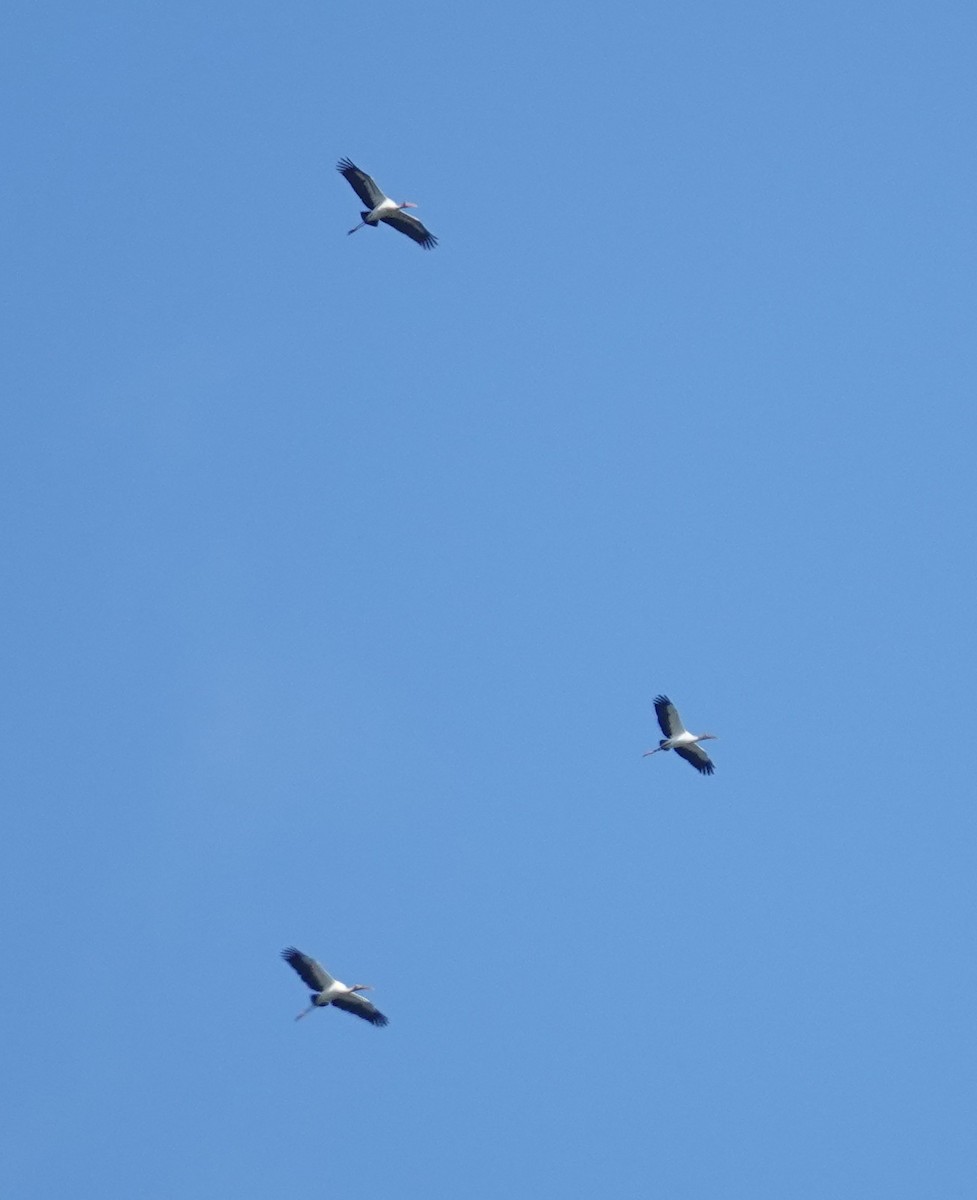 amerikastork - ML643888442