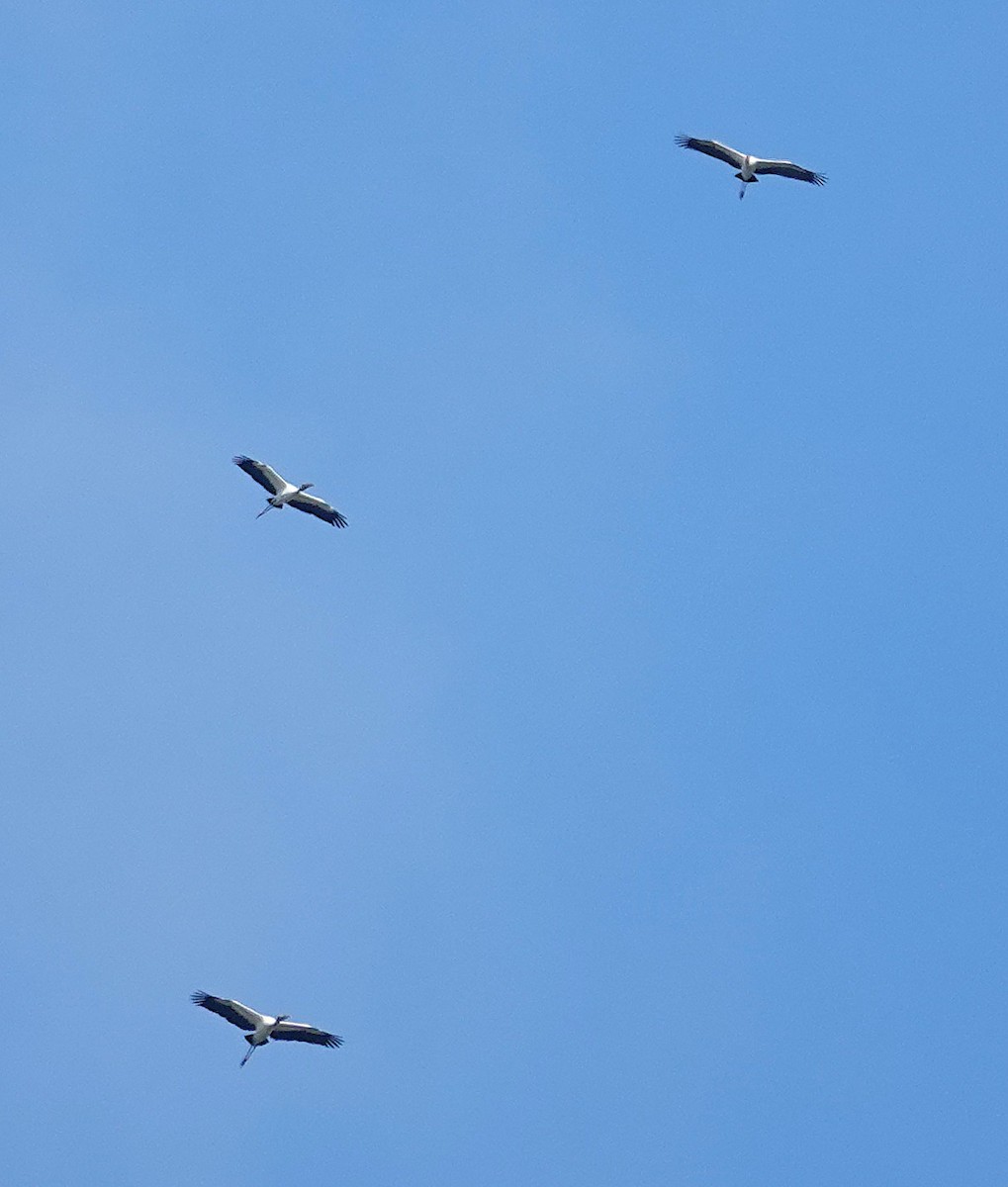 amerikastork - ML643888443