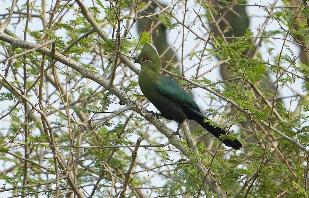Black-billed Turaco - ML643888452