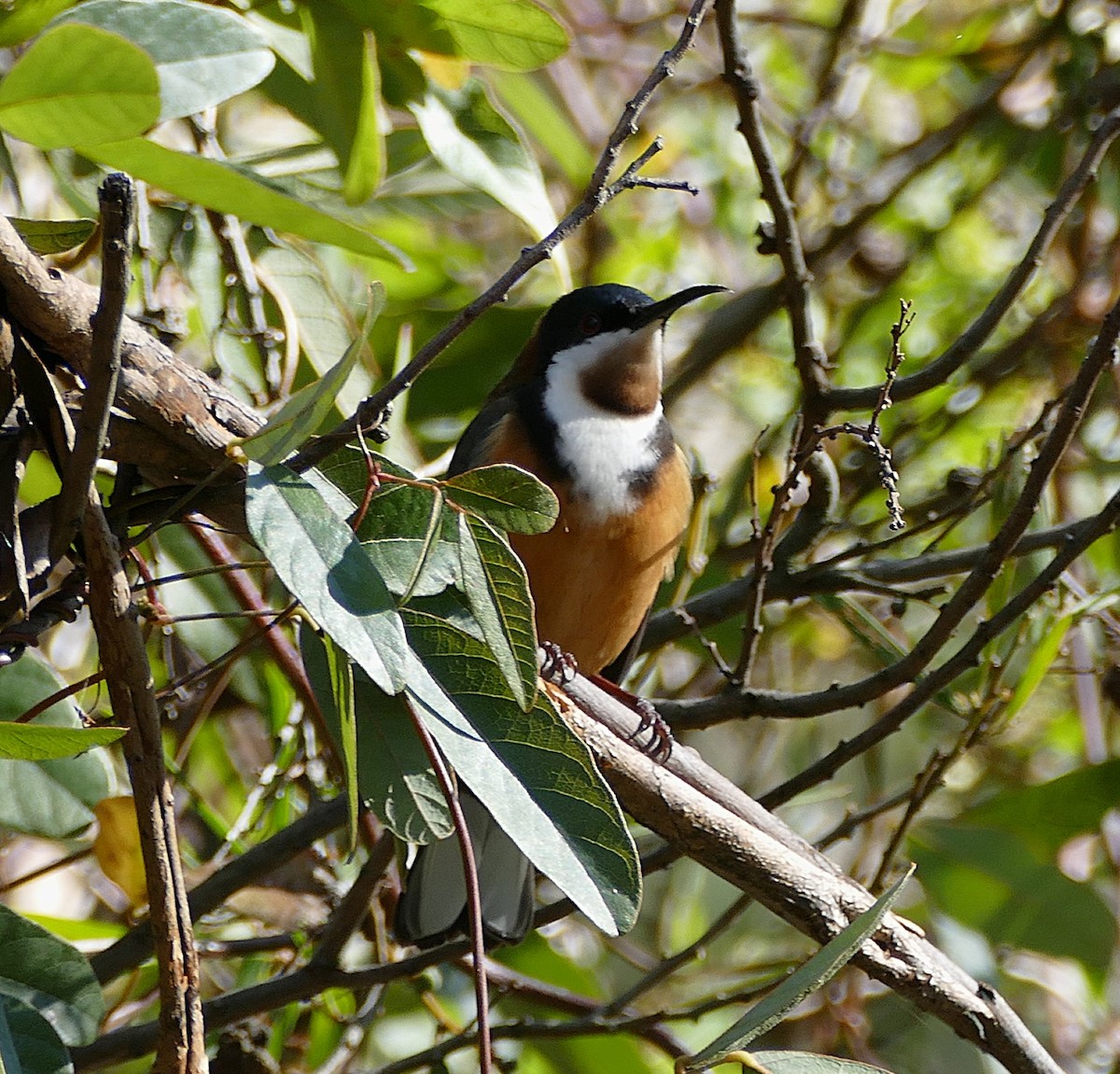 キリハシミツスイ - ML643888459