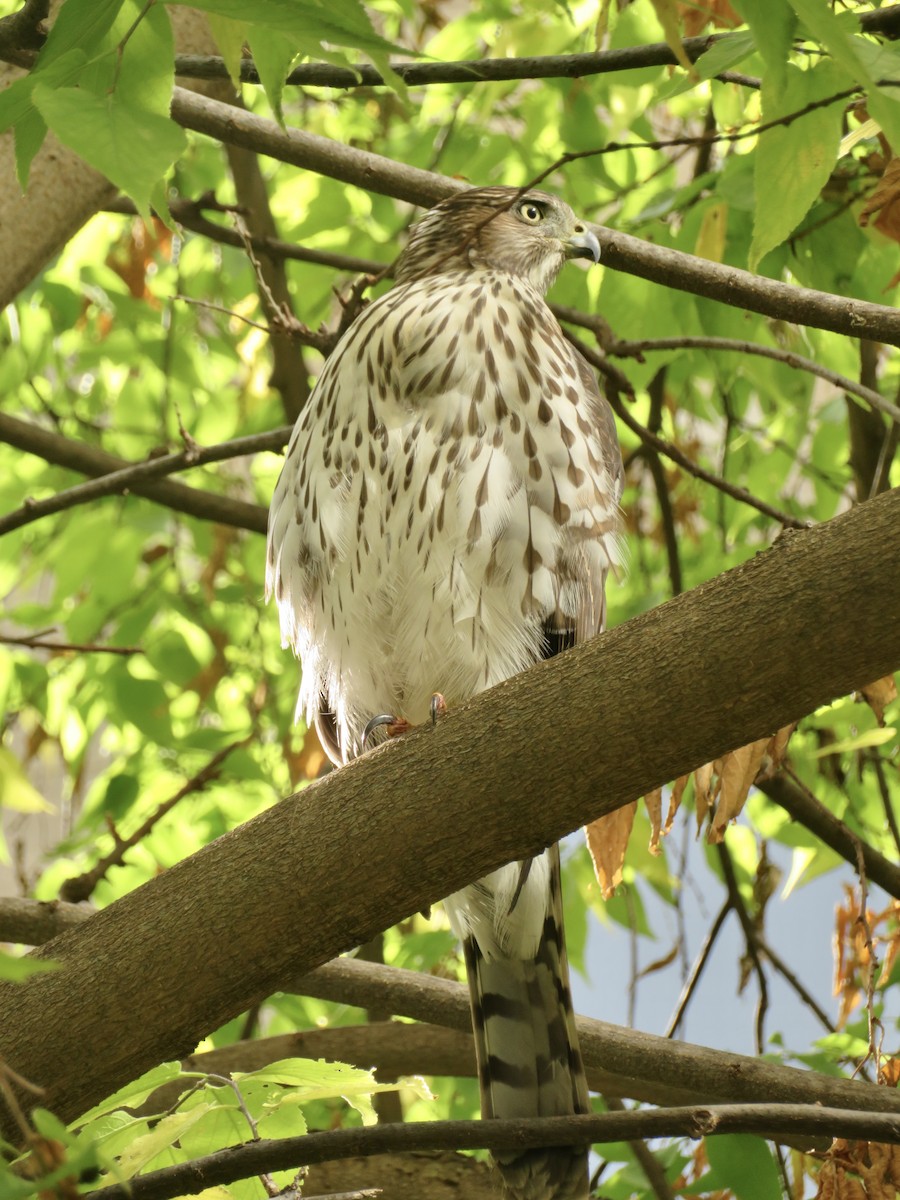 Cooper's Hawk - ML643888461