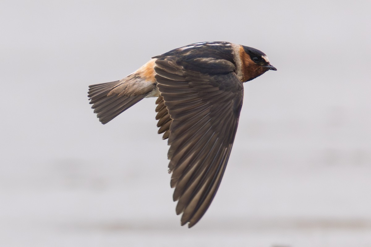 Cliff Swallow - ML643888493