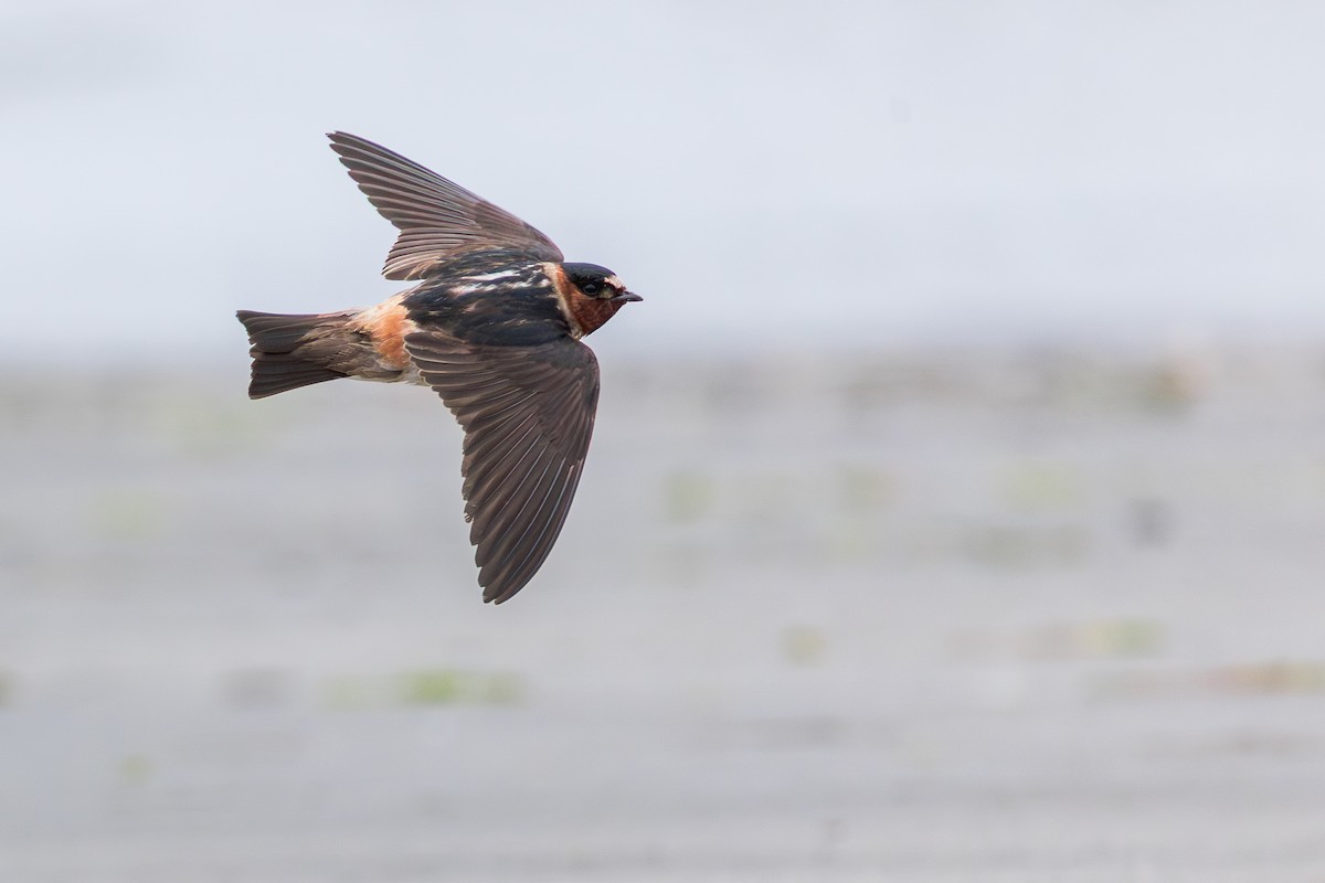 Cliff Swallow - ML643888494