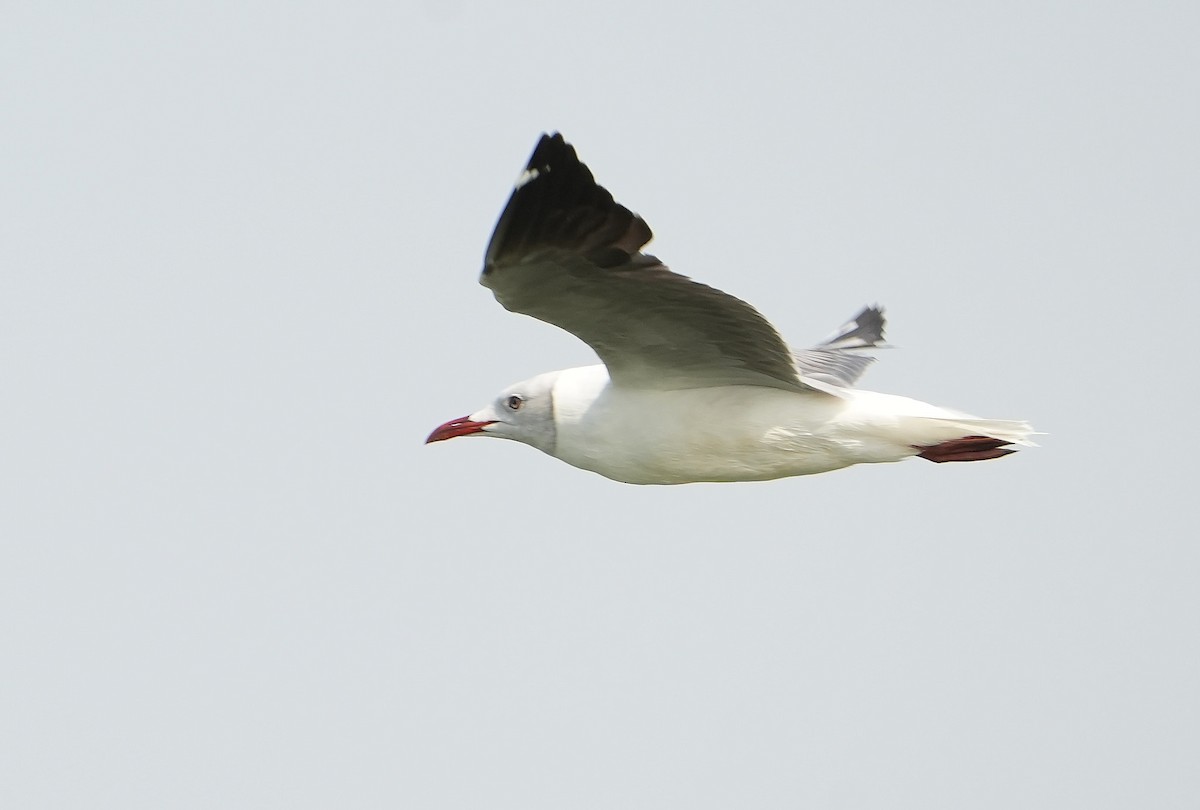 Antxeta burugrisa - ML643888515