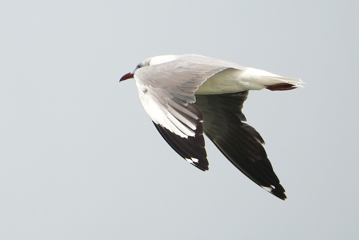 Antxeta burugrisa - ML643888516