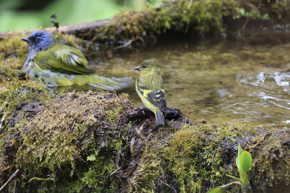 Hooded Siskin - ML643888541