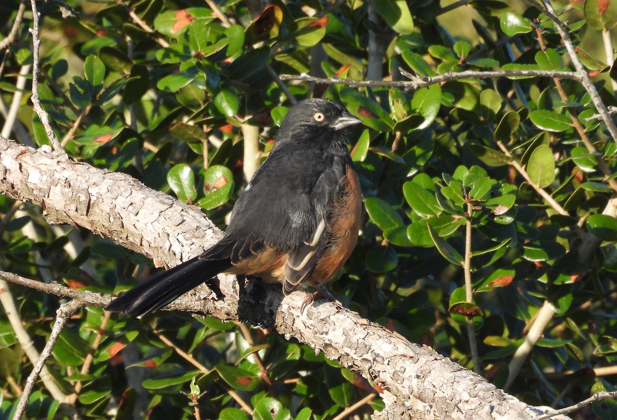 Eastern Towhee - ML643888553