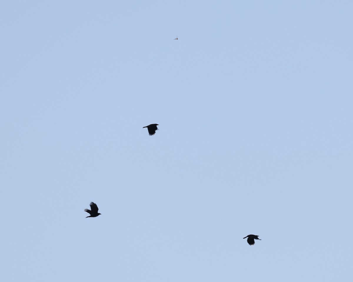 Corneille d'Amérique - ML643888557