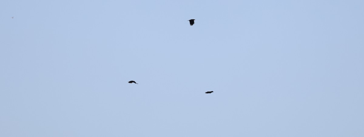 Corneille d'Amérique - ML643888558