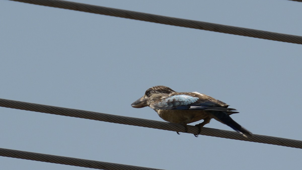 Blue-winged Kookaburra - ML643888563