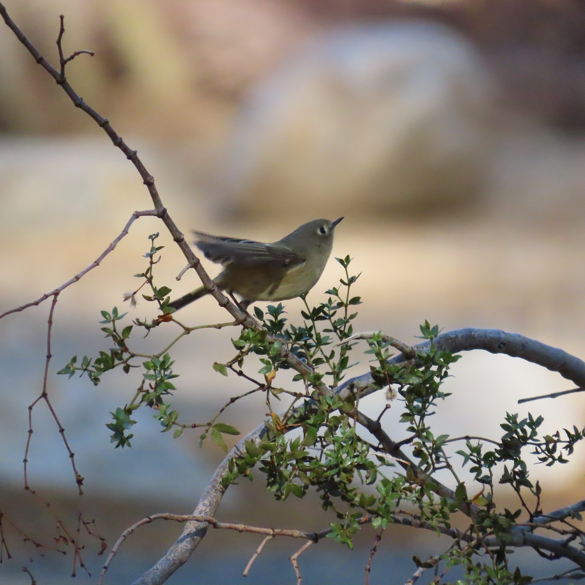 Ruby-crowned Kinglet - ML643888585
