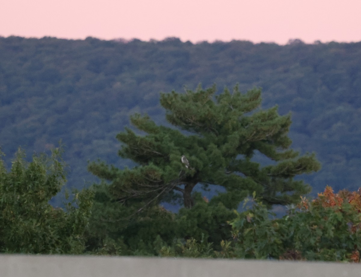 Buse à queue rousse - ML643888598