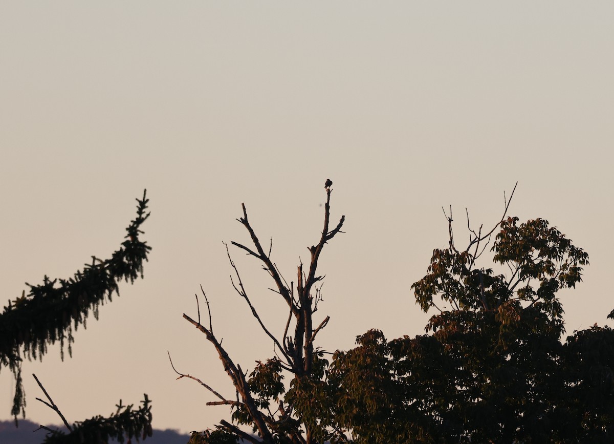 Faucon émerillon - ML643888601